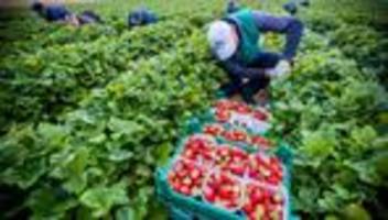 Landwirtschaft: Agrarminister: keine Einigung auf Mindestlohn-Ausnahmen