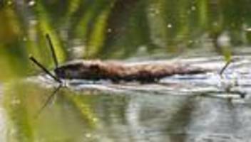 Naturschutz: Zwei tote Biber in Oberbayern entdeckt – Polizei ermittelt