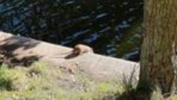 ratten in berlin: ungeahnte rattenliebe