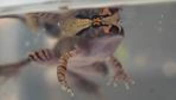 Südlicher Stotterfrosch: Froschtag: Weibchen legt beispiellose Ei-Serie in Australien
