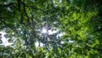 Wald in Hamburg: Hamburger Umweltbehörde kauft Waldstück