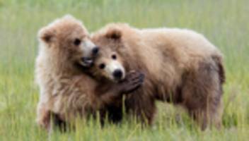 weltglücksbericht: drittbester im brummen