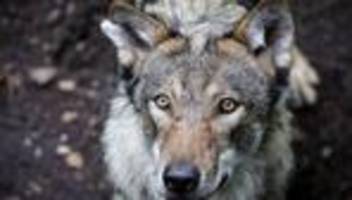 Wildtiere: Wie wahrscheinlich wird die Wolfsjagd in Thüringen?