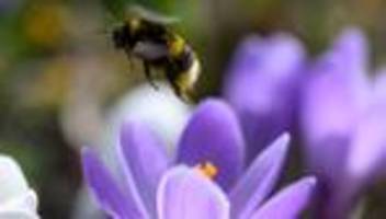 Wissenschaft für alle: Forscher bitten um Hilfe: Schickt uns eure Hummeln!