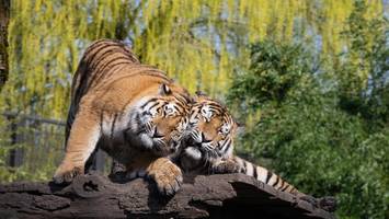 Zoo Berlin: Friedrich und Hubertus ziehen ein – die größten Tiger der Welt