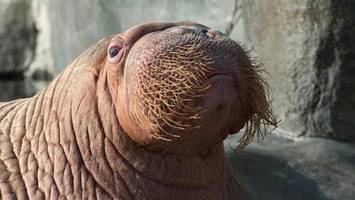 Hagenbeck trauert um Walross Odin: Bei Narkose „tragischerweise gestorben“