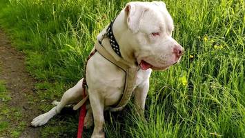 „macht uns fassungslos“: einbrecher stehlen im tierheim geld für therapien