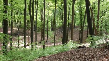 Umweltbehörde kauft Heimfelder Holz – und hat erste Pläne für dessen Zukunft