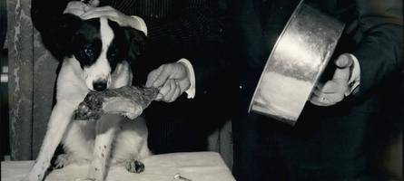 pickles, der held des wm-pokals: als ein hund englands ehre rettete