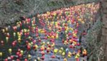 Entenrennen: Gelbe und rote Entenparade in Erfurt