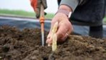 Gute Witterung: Spargelernte startet – Bauern erwarten steigenden Preise