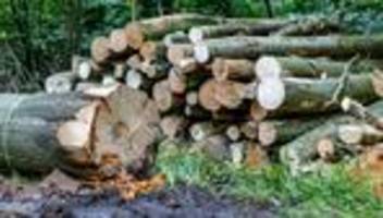 holzernte: etwas mehr holz 2025 im staatswald geerntet