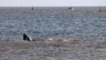 meeressäuger: sea shepherd: wismarer wal von weiteren netzresten befreit