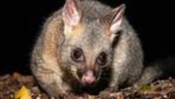 Possum am Flughafen Hobart: Da steppt das Possum