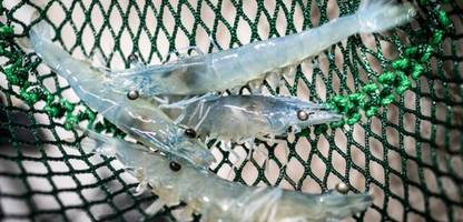 aquakultur bei hannover: tropische shrimps aus dem norddeutschen tiefland