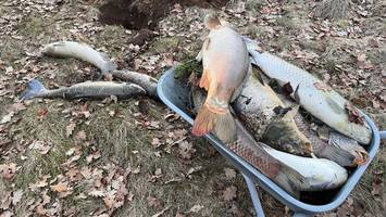 Fische in Hamburger Teichen erstickt– „Verwesungsgeruch wahrzunehmen“