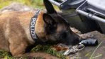 Polizeihunde: Diensthunde der Polizei in Thüringen öfter im Einsatz