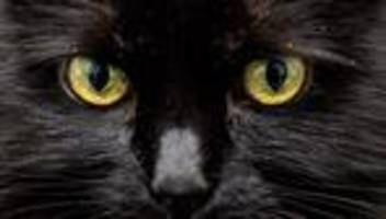 USA: Tierärzte finden 26 Haargummis in Katzenmagen