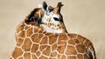 Formen der Natur: Wie kommt die Natur auf ihre Formen?