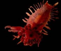 gespenster- und drachenfische: karibikexpedition entdeckt bizarre tiere in 6000 metern tiefe