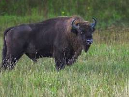 Unglück im Bialowieza-Urwald : Passagierzug fährt drei Wildbisons in Polen tot