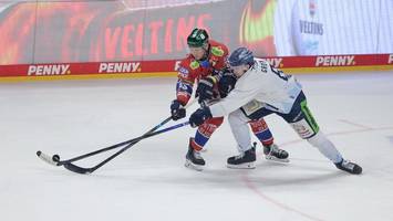 Eisbären-Gegner: Der Liga-Zwerg will jetzt über sich hinauswachsen