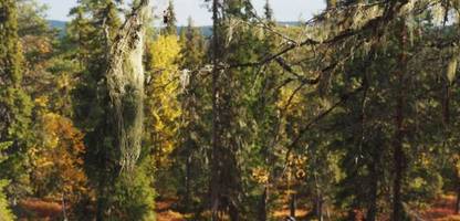schweden: urwald speichert viel mehr kohlenstoff als gedacht