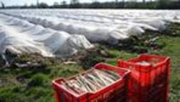 Edelgemüse: Weniger deutscher Spargel – Importe steigen