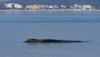 Gestrandeter Wal in SH: Gestrandeter Wal würde bei Bergung zerreißen