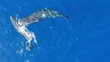 Kopfnuss unter Meeresgiganten: Erstmals gefilmt: Pottwale nutzen Kopf als Rammbock