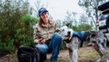 Lebensretter für Beuteltiere: Held der Buschfeuer - Koala-Spürhund Bear geht in Ruhestand