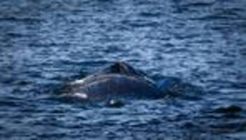 meeresrettung: wal an lübecker küste gestrandet