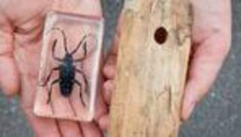 naturschutzgebiet: asiatischer käfer: besserer schutz für wald bei magdeburg