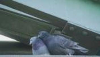 Probleme mit Tauben: Zu viele Stadttauben - Frankfurt prüft Sterilisation