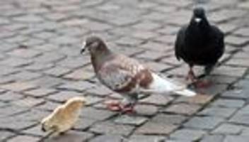 Taubenpopulation: Tauben in der Stadt