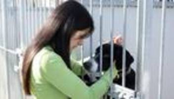 Tiere als Dauergäste: Tierheime haben zunehmend mit Dauergästen zu tun