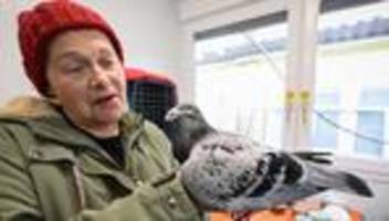 Tiere in Not: Wie ein Verein alten und kranken Tauben hilft