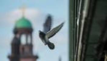 Wie umgehen mit den Tauben?: Sterilisation und Eiertausch: Städte suchen Tauben-Lösung