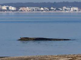 Rettung gestaltet sich schwierig: Großwal in Lübecker Bucht gestrandet