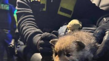 Dieb hat Fuchs in Jackentasche: Wie es dem Jungtier jetzt geht