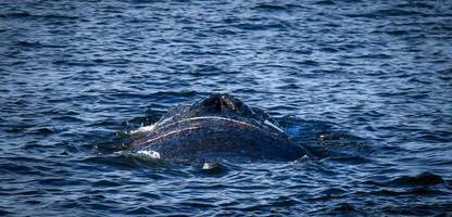 Timmendorfer Strand: Großwal an der Ostseeküste gestrandet