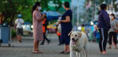 Tollwut-Gefahr im Urlaub: Worauf Reisende achten sollten