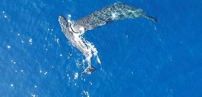 pottwale rammen sich gegenseitig mit dem kopf: aufnahmen von forschern zeigen erstmals verhalten