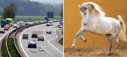 „Norbert“ legt Autobahn lahm: A7 wegen frei laufendem Pferd kurzzeitig gesperrt