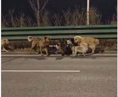 Hundekarawane: Wo laufen sie denn?