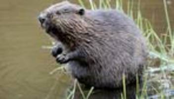 Biber in Baden-Württemberg: Erfolgreiche Petition: Biberschutz wird Thema im Landtag