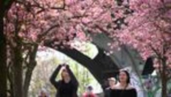 Blütenpracht: Wo man in Berlin gut Kirschen gucken kann