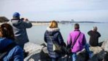 Notfälle: Bürgermeister kritisiert Wal-Tourismus an der Ostsee