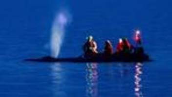 ostsee: rettung des wals am timmendorfer strand bisher erfolglos