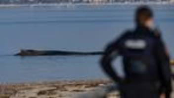 Schleswig-Holstein: Buckelwal vor Timmendorfer Strand weiter in Not